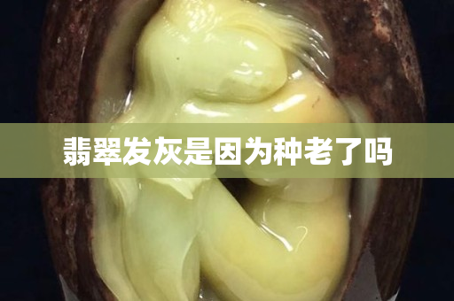 翡翠发灰是因为种老了吗