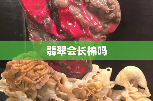 翡翠会长棉吗