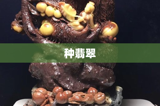 种翡翠