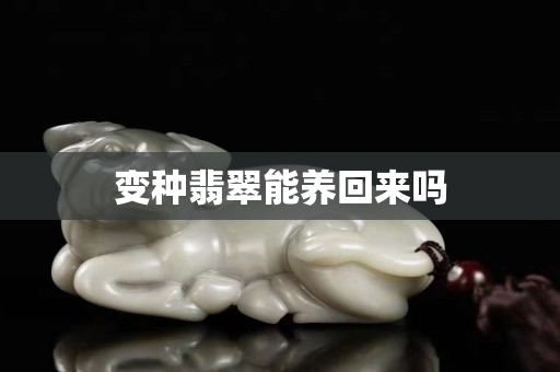 变种翡翠能养回来吗