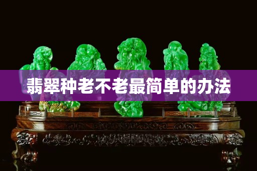 翡翠种老不老最简单的办法
