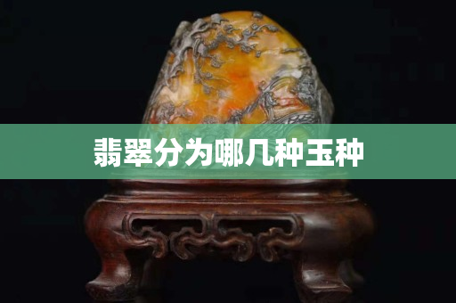 翡翠分为哪几种玉种