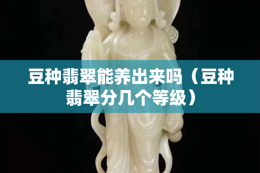 豆种翡翠能养出来吗（豆种翡翠分几个等级）
