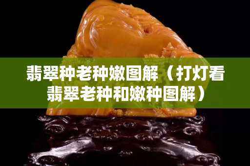 翡翠种老种嫩图解（打灯看翡翠老种和嫩种图解）