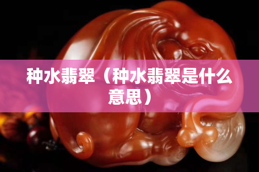 种水翡翠（种水翡翠是什么意思）