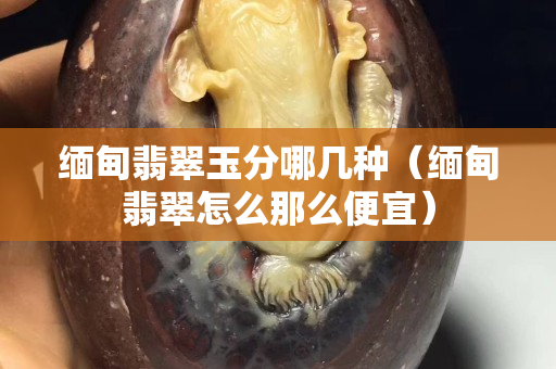 缅甸翡翠玉分哪几种（缅甸翡翠怎么那么便宜）