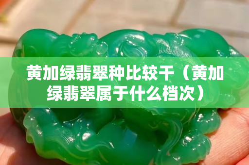 黄加绿翡翠种比较干（黄加绿翡翠属于什么档次）